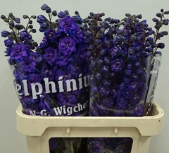 Delphinium Double Dewi Chrissy 80cm