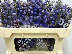 Delphinium Double Dewi Chrissy 65cm
