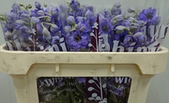 Delphinium Double Dewi Black Pearl 65cm