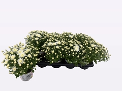 Chrysanth Fair White 12Ø 22cm