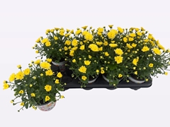 Chrysanth Ditto Lemon 12Ø 22cm