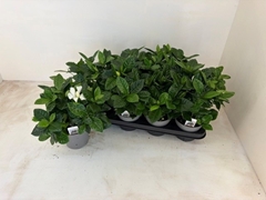 Gardenia 13Ø 26cm