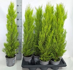 Cupressus Goldcrest Wilma 14Ø 80cm