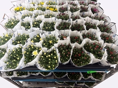 Chrysanth Homerun Mix 14Ø 25cm