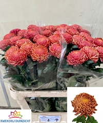 Chrysanth Single Bigoudi Bronze 80cm 110gr.