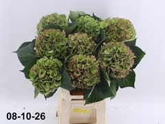 Hydrangea Elbtal Classic 60cm 16-18cm Hd