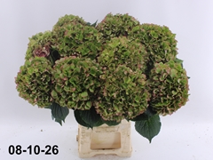 Hydrangea Glowing Alps Classic 70cm 18-20cm Hd
