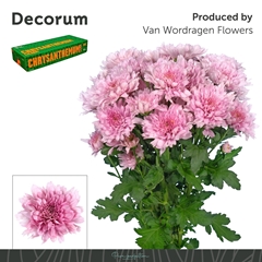 Chrysanth Spray Kalimba 70cm 95gr.