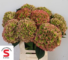 Hydrangea Pompidou Classic 60cm 21-23cm Hd
