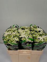 Chrysanth Santini Maverick White 50cm 30gr.