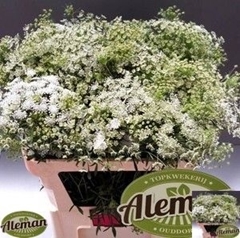 Ammi Majus Graceland 80cm