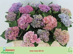 Hydrangea Revolution Pink 50cm