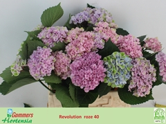 Hydrangea Revolution Pink 40cm 8-10cm Hd