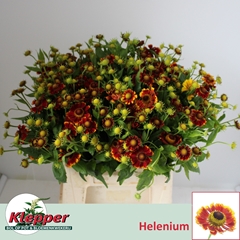 Helenium Fiesta 40cm