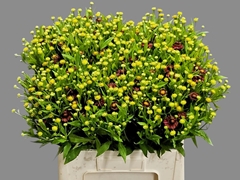 Helenium Red King 60cm