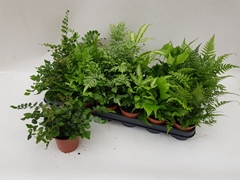 Ferns Mix 8Ø 20cm
