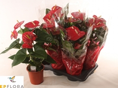 Anthurium Red Winner 17Ø 65cm