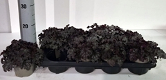 Heuchera Americana 12Ø 15cm