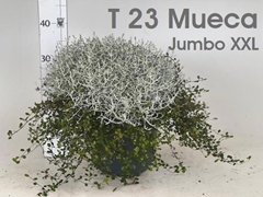 Leucophyta Brownii 23Ø 38cm