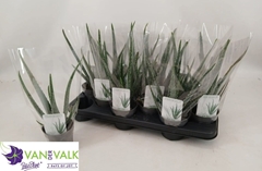 Aloe Vera 10Ø 35cm