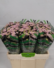 Chrysanth Santini Ellison Sweet 55cm 26gr.