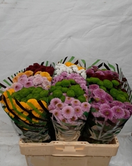 Chrysanth Santini Mix 55cm 40gr.