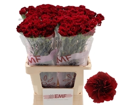 Dianthus Single Zurigo 65cm