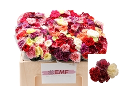 Dianthus Single Mix Per Bunch 50cm