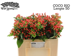 Hypericum Coco Rio 50cm