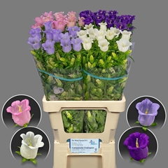Campanula Medium Mix 70cm