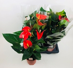Anthurium Mix 4 Colours 17Ø 60cm