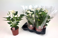 Anthurium Snow Love 17Ø 55cm