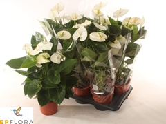 Anthurium Arisa White 17Ø 65cm