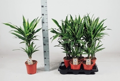 Dracaena Lemon Lime 17Ø 80cm