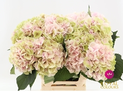 Hydrangea Verena Classic 80cm 22-24cm Hd