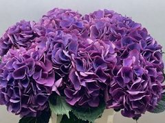 Hydrangea Royal Opera 65cm 17-19cm Hd