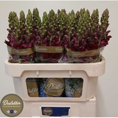 Antirrhinum Potomac Red 75cm