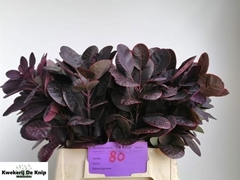 Cotinus Coggygria Royal Purple 40cm
