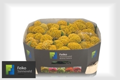 Celosia Reprise Gold 72cm
