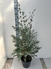 Eucalyptus Urnigera 23Ø 100cm