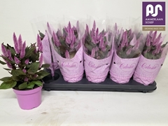 Celosia Merida Pink 12Ø 30cm