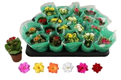 Kalanchoe Double Rosaline Mix 6Ø 12cm