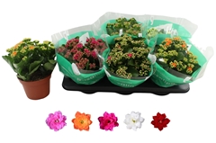 Kalanchoe Double Rosaline Mix 15Ø 27cm