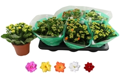 Kalanchoe Double Rosaline Mix 15Ø 27cm