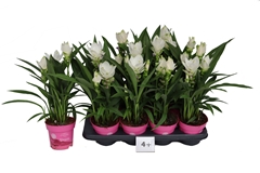Curcuma Siam Sisto 14Ø 50cm