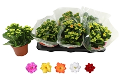 Kalanchoe Double Rosaline Mix 15Ø 27cm