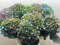 Hydrangea Royal Parade Classic 80cm 22-24cm Hd