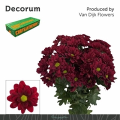 Chrysanth Spray Mexicano 70cm 80gr.