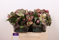 Helleborus Classic Grace 35cm