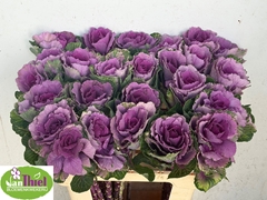 Brassica Red Crane 60cm